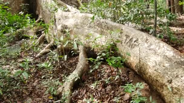 Наклон с большого дерева на древнем месте Калудия Покуна в Шри-Ланке
 - Кадры, видео