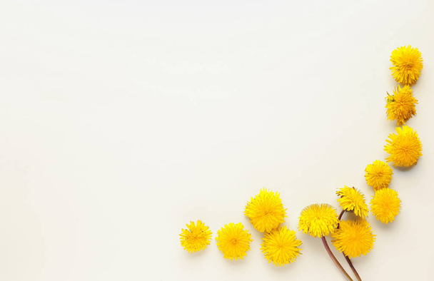 Beautiful dandelions on white background - Фото, зображення