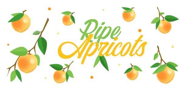 Reife orangefarbene Aprikosen an Zweigen mit grünen Blättern. Zeichentrickvektorillustration von frischen Früchten auf weißem Hintergrund für Flugblätter, Flyer, Banner, Poster, Dekor oder Druckdesign - Vektor, Bild