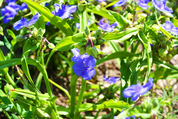 Azul flores encantadoras da tradinscence crescendo na rua e iluminado pelo sol de verão brilhante, tradescantia
. - Foto, Imagem