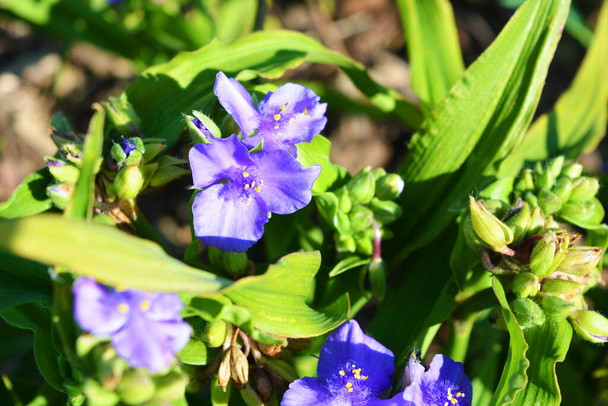 Blu bei fiori del tradinscence che cresce sulla strada e illuminato dal sole estivo luminoso, tradescantia
. - Foto, immagini