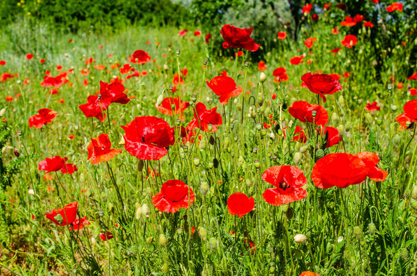 Pole kvetoucích jasně šarlatových divokých máků - Fotografie, Obrázek