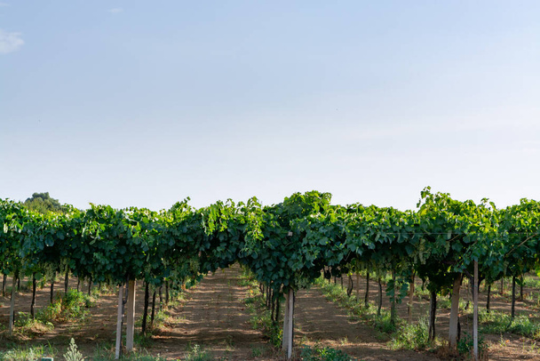 Viñedo con hileras de uvas de vinificación en colinas italianas, Italia
 - Foto, imagen