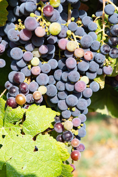 Hroznové rostliny na vinici, pěstování červených vinných hroznů v Itálii, Sirah, Petit Verdot, Cabernet Sauvignon - Fotografie, Obrázek