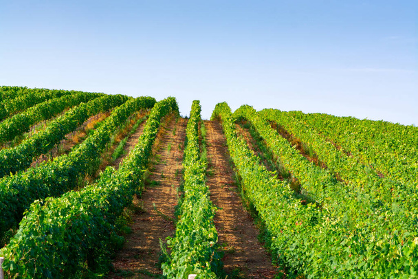 Viñedo con hileras de uvas de vinificación en colinas italianas, Italia
 - Foto, Imagen