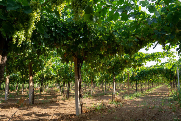 Виноградник з вирощуванням білого винограду в Лаціо (Італія), виноград з додаванням шардоне та мальвазії. - Фото, зображення