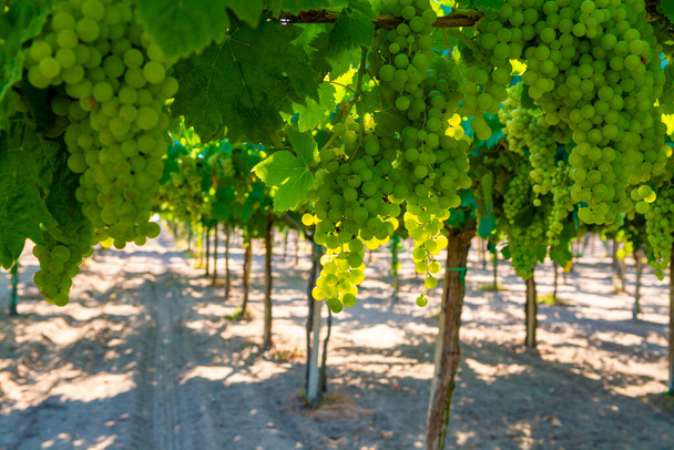 Vinice s pěstováním bílých vinných hroznů v Laziu, Itálii, chardonnay a malvasia hroznů - Fotografie, Obrázek