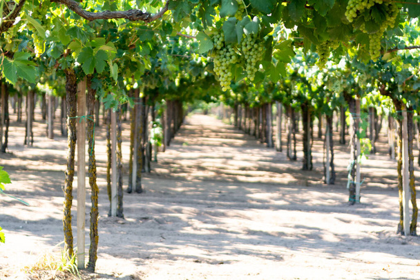 Viñedo con uvas de vinificación blanca en Lazio, Italia, chardonnay y malvasia uvas
 - Foto, imagen