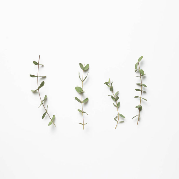 Eukalyptusblätter auf weißem Hintergrund. Florale Komposition, flache Lage, Draufsicht, Kopierraum - Foto, Bild