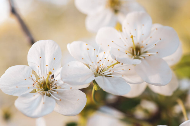 Cherry spring flowers - Фото, изображение