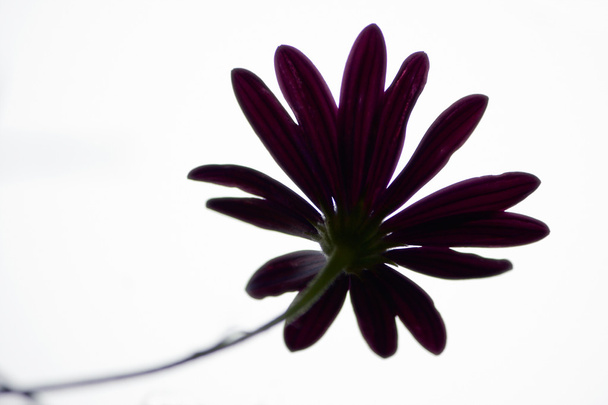 flower from below - Фото, изображение