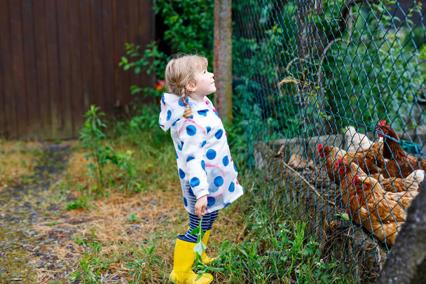 Outdoor portrait of happy smiling little toddler girl wearing rain jacket on rainy cloudy day feeding hen. Cute healthy child in colorful clothes outdoor activity - Photo, Image