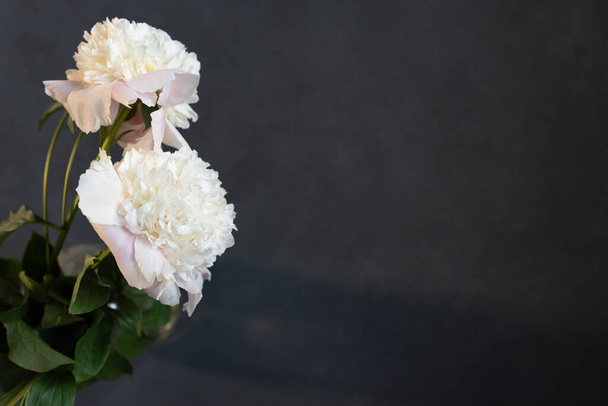 Three white peonies on a gray background with space for text. Flat lay, top view. Close-up. - Foto, Imagen