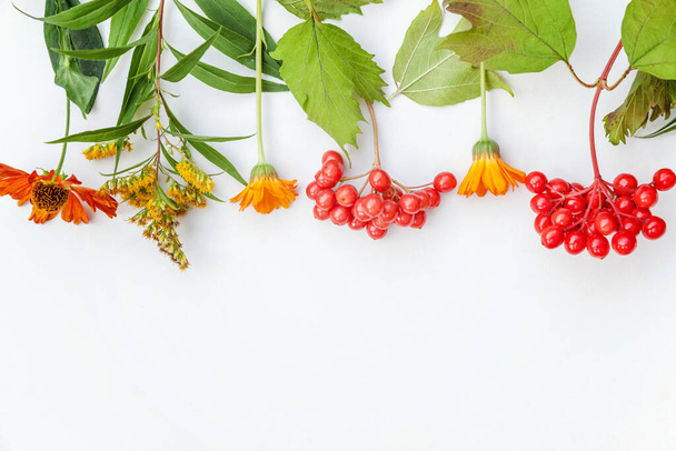 Autumn floral composition. Frame made of autumn plants viburnum berries orange flowers isolated on white background. Autumn fall natural plants ecology wallpaper concept. Flat lay top view copy space - Fotoğraf, Görsel