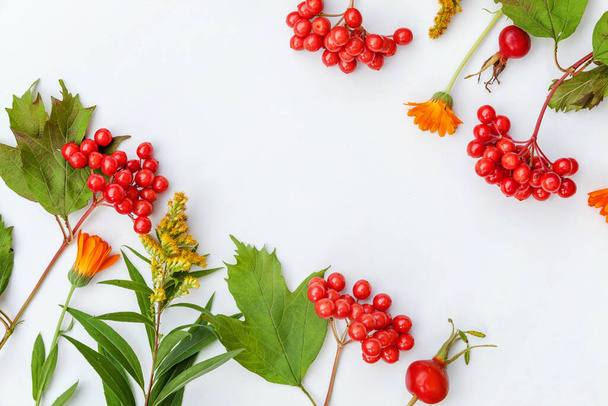 Autumn floral composition. Frame made of autumn plants viburnum berries orange flowers isolated on white background. Autumn fall natural plants ecology wallpaper concept. Flat lay top view copy space - Φωτογραφία, εικόνα