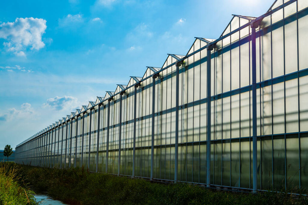 Alle seizoenen verse groenten, fruit en bloemen, landbouw in Nederland, grote moderne greeenhouses in Limburg, buitenaanzicht - Foto, afbeelding