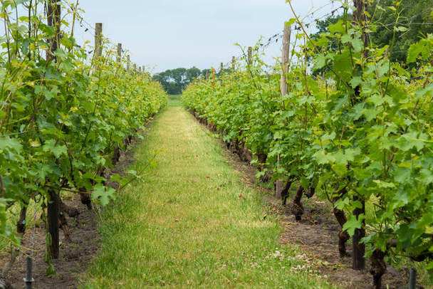 Righe con viti a bacca bianca su vigneti olandesi nel Brabante settentrionale, produzione vinicola nei Paesi Bassi
 - Foto, immagini