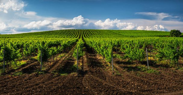 Growing vineyard and cloudy sky landscape.  - Photo, Image