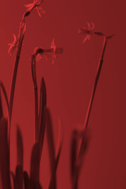 narcissus λουλούδια με υψηλό στέλεχος σε ψευδή χρώματα και duotone. Πολύχρωμες εικόνες για φόντο, λουλούδια και φυτικά θέματα. Duotone: Κόκκινο και κόκκινο - Φωτογραφία, εικόνα
