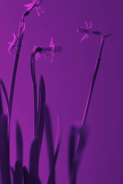 narcissus λουλούδια με υψηλό στέλεχος σε ψευδή χρώματα και duotone. Πολύχρωμες εικόνες για φόντο, λουλούδια και φυτικά θέματα. Ματζέντα και πορφυρό - Φωτογραφία, εικόνα