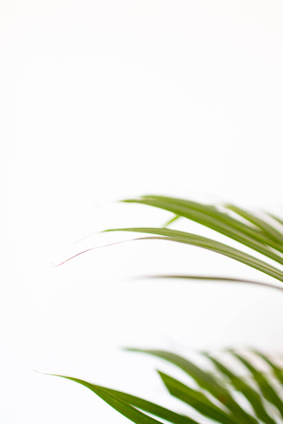tropical palm leaves on white background and bright green color. Minimal background and simple layout. - Foto, Bild
