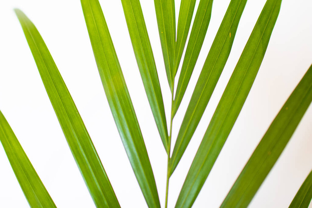 tropische palmbladeren op witte achtergrond en felgroene kleur. Minimale achtergrond en eenvoudige indeling. - Foto, afbeelding