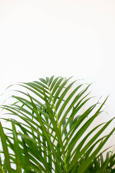 feuilles de palmier tropical sur fond blanc et couleur vert vif. Fond minimal et mise en page simple. - Photo, image