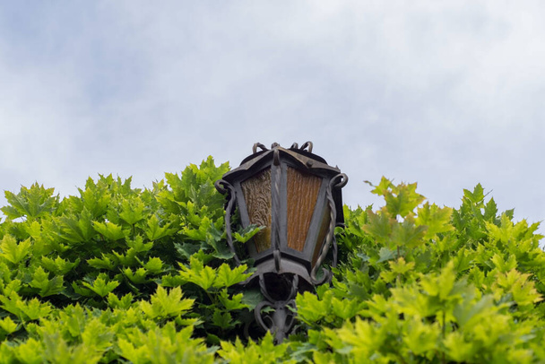 latarnia post Vintage uliczna lampa w zieleni listowie drzewa przeciw błękitnym niebie z chmurami elektroenergetyka przemys ³ - Zdjęcie, obraz