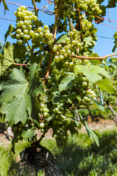 Виноградник з вирощуванням білого винограду, лісових або кардоневих виноградників влітку
 - Фото, зображення