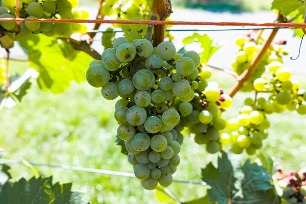 Vignoble avec vignes à vin blanc, riesling ou chardonnay en été - Photo, image