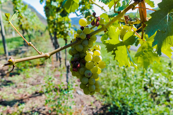 Виноградник з вирощуванням білого винограду, лісових або кардоневих виноградників влітку
 - Фото, зображення