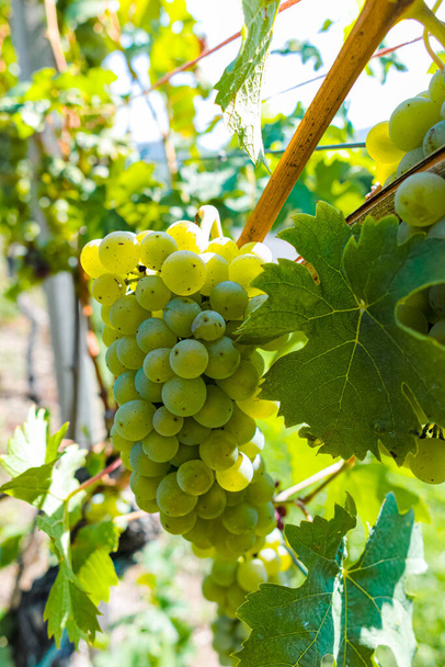 Viñedo con uvas de vinificación blanca, riesling o chardonnay en verano
 - Foto, Imagen