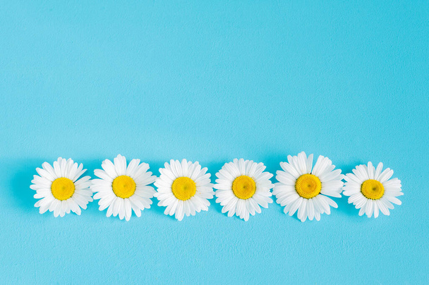 Chamomile flowers row on blue trendy pastel background. Flower mockup flat lay top view frame composition with copy space. - Foto, imagen