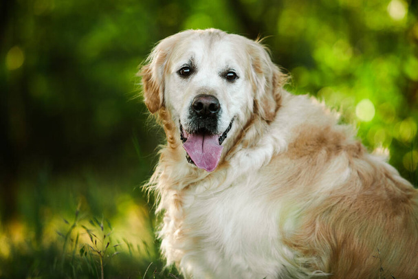 Labrador retriever dog. Golden retriever dog on grass. adorable dog in poppy flowers.  - Zdjęcie, obraz