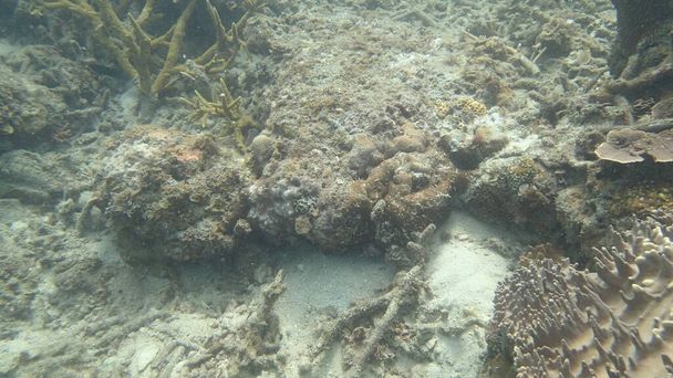 Korall a malajziai Tioman-szigeten található korallzátonyok területén előforduló betegséggel - Fotó, kép
