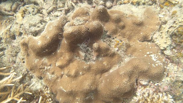 Korall a malajziai Tioman-szigeten található korallzátonyok területén előforduló betegséggel - Fotó, kép