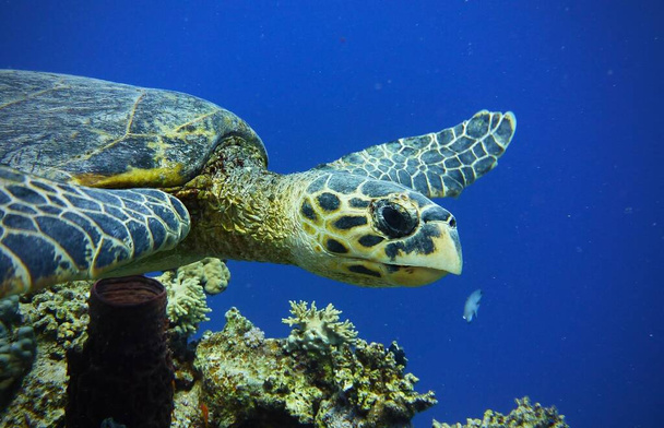 Falcões conta tartaruga marinha, fotografia subaquática da vida marinha
 - Foto, Imagem