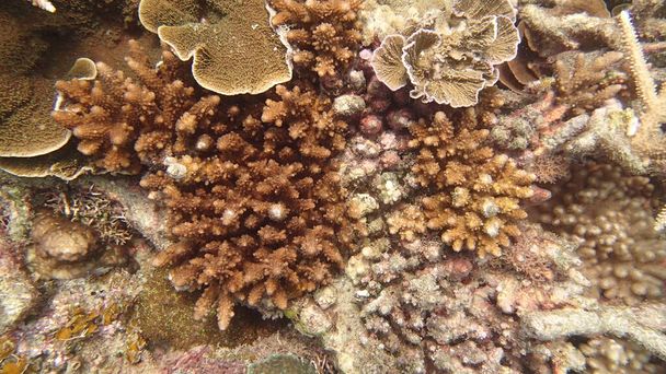 Coral com doença encontrada na área do recife de coral na ilha de Tioman, Malásia
 - Foto, Imagem