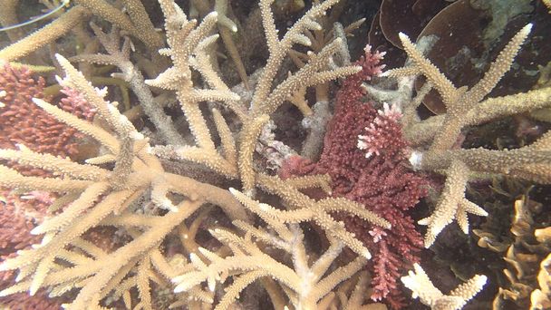 マレーシアのティオマン島のサンゴ礁地域で発見された病気のサンゴ - 写真・画像