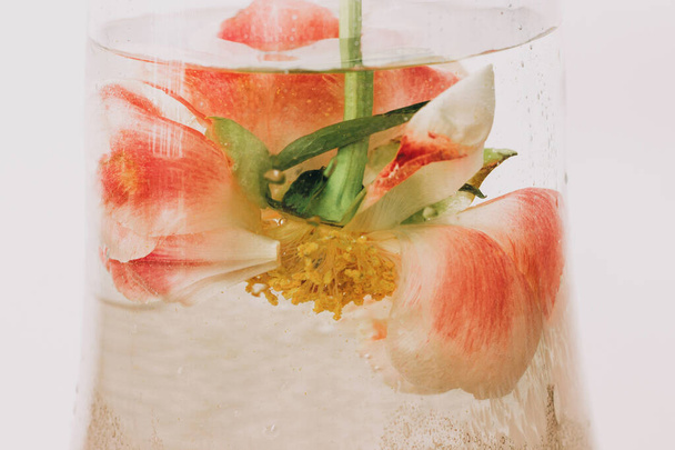 Pivoňka pod vodou ve skleněné průhledné váze detailní záběr. Krásná květina ponořená ve vodě a kapky vzduchu na okvětních lístcích. Umění a estetická, kreativní fotografie - Fotografie, Obrázek