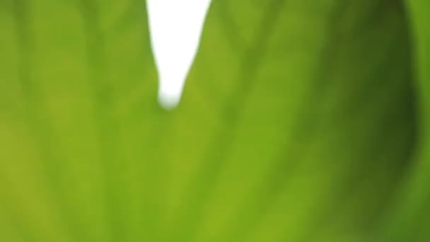 Closeup φύση άποψη του πράσινου φύλλου σε θολή πράσινο φόντο στον κήπο με αντίγραφο χώρο για κείμενο χρησιμοποιώντας ως φόντο φυσικό πράσινο τοπίο φυτά, οικολογία, φρέσκια φύση έννοια. - Πλάνα, βίντεο