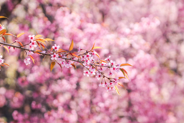 Το θολό σκηνικό των όμορφων ροζ ανθών κερασιάς που ανθίζουν είναι άνθη κερασιάς που φυτεύτηκαν για να προωθήσουν τον τουρισμό τους χειμερινούς μήνες και κάθε χρόνο τα ροζ άνθη ανθίζουν μαζί.. - Φωτογραφία, εικόνα