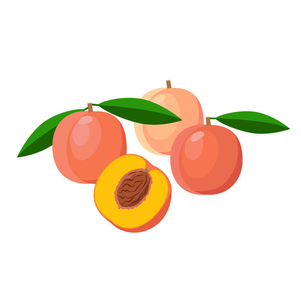 Peaches vector illustration isolated on white background. Juicy tropical exotic fruits. - Vector, Image