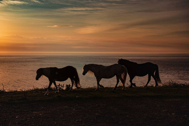 Cavallo di sagoma contro un cielo di tramonto costiero
 - Foto, immagini