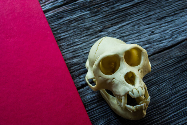 Skull on wooden background - Photo, Image