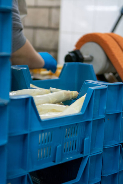 Procesamiento industrial de espárragos blancos orgánicos vegetales en la granja agrícola en los Países Bajos, lavado, pelado, clasificación y embalaje para la entrega
 - Foto, Imagen