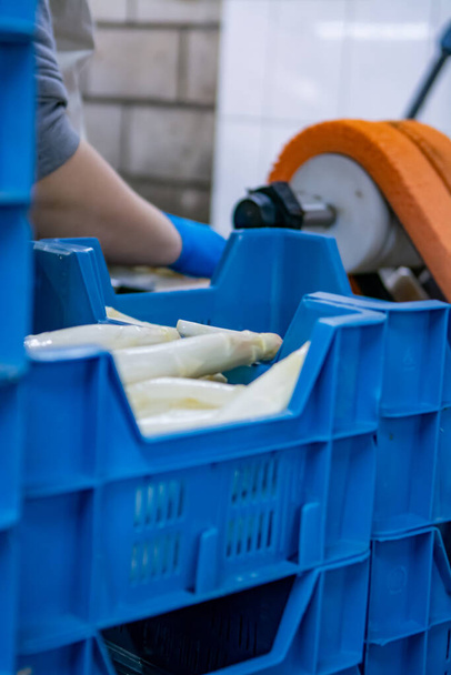 Industrial processing of organic white asparagus vegetable on agricultural farm in Netherlands, washing, peeling, sorting and packing for delivery - Foto, afbeelding