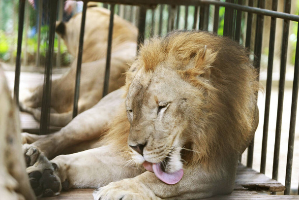 Leão em gaiolas no zoológico, close up face
 - Foto, Imagem
