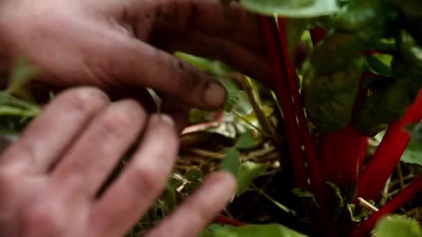 Persona raccogliendo foglie di verdura verde fresco - Filmati, video