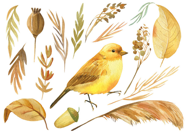 Set of bird and autumn dry herbs, canary watercolor drawing, boho illustration - Photo, Image
